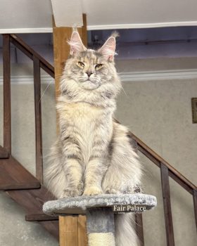 Стелла